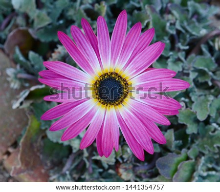 Close up purple osteosperumum flower daisy in garden
