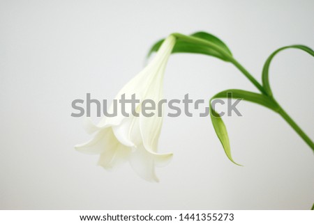 white lilly flower blossom isolated