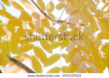 Beautiful leaves of walnut against the backdrop of a clear blue sky. background for design. view from the bottom. completely fills the space. large leaves. red, peach light color