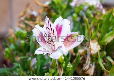 Beautiful Pink and White Flower