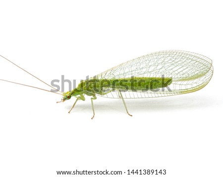 green lacewing, Family Chrysopidae, side view, isolated Royalty-Free Stock Photo #1441389143