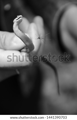 Garter Snake Held in Woman's Hands in Southern Wisconsin in Black and White