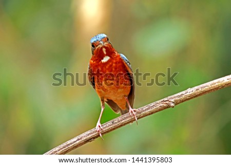 The White-throated Rockthrush on branch in nature