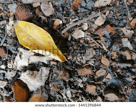 yellow leaves fall on the ground 
