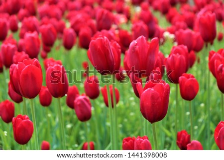 A meadow of tulips on a spring day in Holland