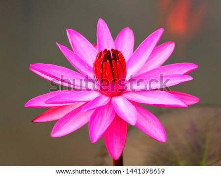 Selective focus close up Pink lotus with blurry background on morning time.