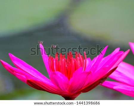 Selective focus close up Pink lotus with blurry background on morning time.