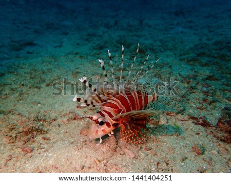 Closeup with the lionfish and also called zebrafish, firefish, turkeyfish, tastyfish or butterfly-cod during a leisure dive in Mabul Island, Semporna. Tawau, Sabah. Malaysia, Borneo.  