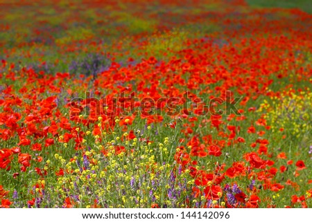 Field of poppies photo