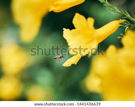 Yellow elder, Trumpetbush, Trumpetflower, Thai flower in nature.