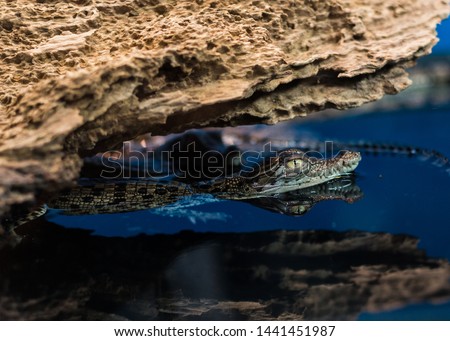 Close up little baby crocodile in water.