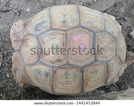 Musk Stinkpot turtle enjoying its surrounding