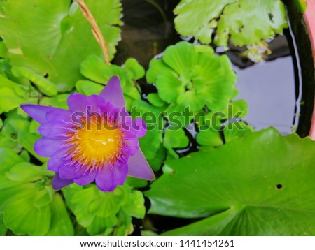beautiful purple water lily with yellow pollen blooming in the pond