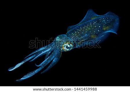 A reef Squid at Night
