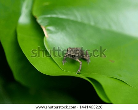 Tiny newborn baby toad on small lotus leaf background