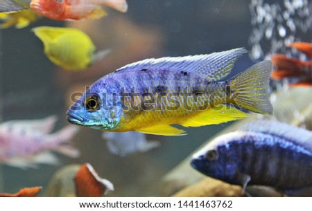 The beautiful Protomelas spilonotus tanzania in freshwater aquarium. It is an African cichlids in Cichlidae family from Lake Malawi, Africa.