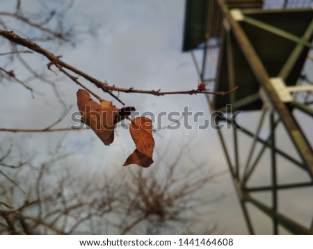 The beautiful picture of the dried leaves, which also has beautiful sky