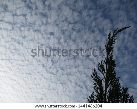 the tip of a pine tree with a wide background of sky