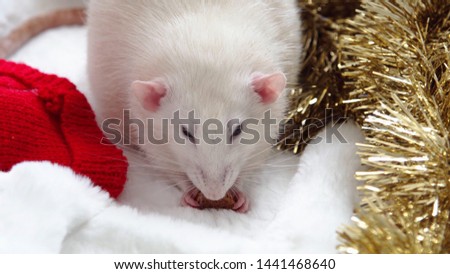 Christmas white rat in Santa Claus hat. Christmas rat or mouse