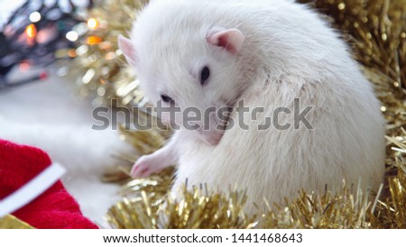 Christmas card with white rat. New year white rat. New Year and Christmas 2020. Happy New Year greetings from the rat