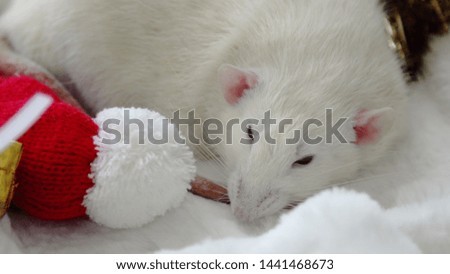 Christmas white rat in a cap. New Year 2020 is the year of the rat