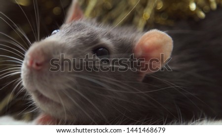 A gray Christmas rat sits in a gift box. New Year's and Christmas. Year of the rat or mouse