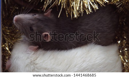Christmas rats are the symbol of the new year 2020
