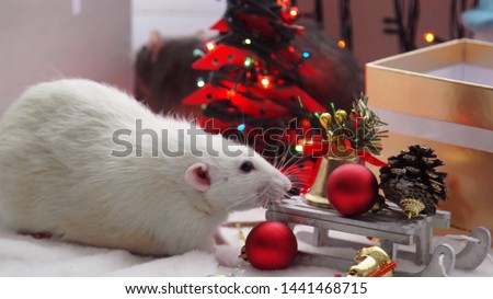 Christmas rats under the tree. New Year gifts. Year of the rat or mouse