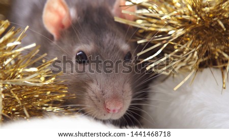 A gray Christmas rat sits in a gift box. New Year's and Christmas. Year of the rat or mouse