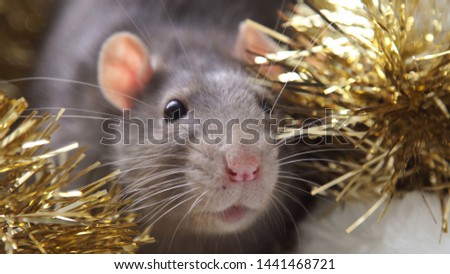 Gray rat and New Year Christmas decorations