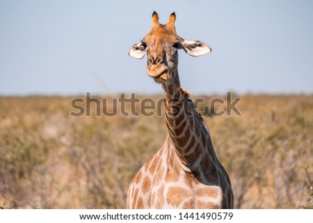 Closeup in a funny giraffe face that looks at the camera innocently.  Innocent animal. Giraffe Head isolated in a blue background. Etosha National Park, Namibia, Southern Africa.