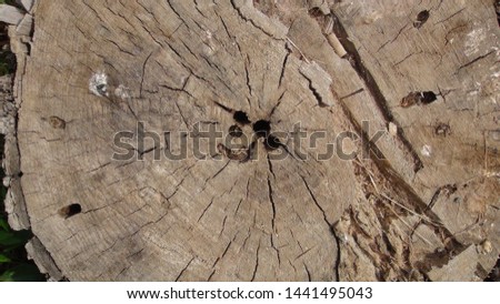 texture and background of old tree stump top view