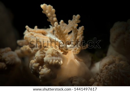 Nudibranch Phyllodesmium sp. Underwater macro photography from Romblon, Philippines