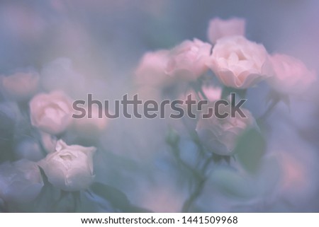 Blurred transparent floral background. Summer roses. Design element for wedding landing pages