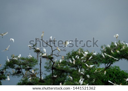 wild birds community in Medan, Indonesia. Bird little egret - Egretta garzetta, Cattle Egret (Bubulcus ibis), black-crowned night-heron (nycticorax) in Medan, Indonesia