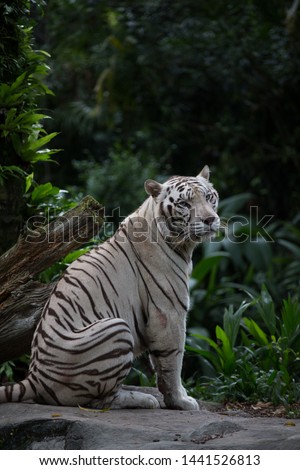 White tiger sitting on a rock