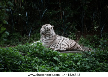 White tiger resting behind bushes