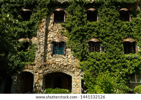 The stone wall of the ancient castle which is overgrown with ivy background