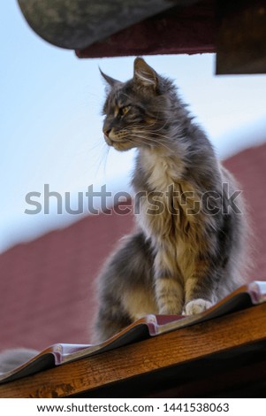 Closed up of domestic adorable black grey Maine Coon kitten, young peaceful cat in sunshine day