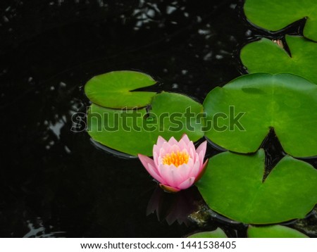 Pink lotus flowers that bloom in beautiful ponds
