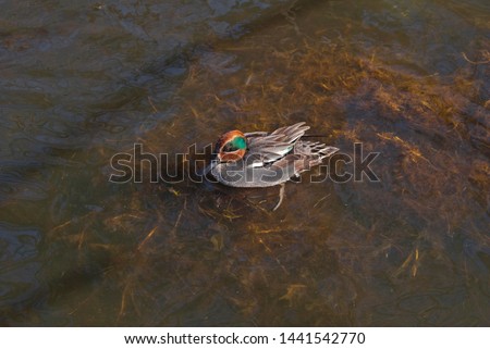 Wintering Common Teal (Anas crecca) in Moscow region, Russia
