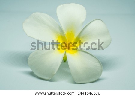 plumeria flower macro in background white