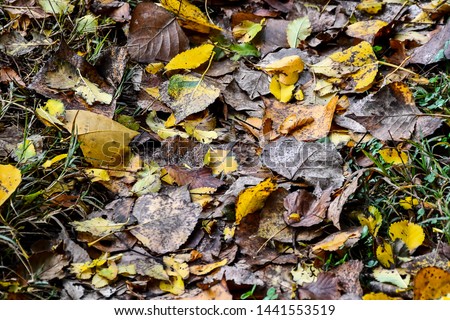 autumn leaves on ground, digital photo picture as a background