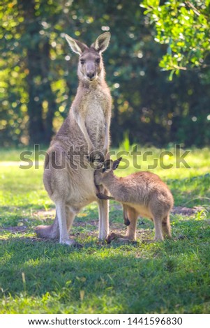 Two kangaroos, mother and cub. Wildlife of Australia. Wallaby