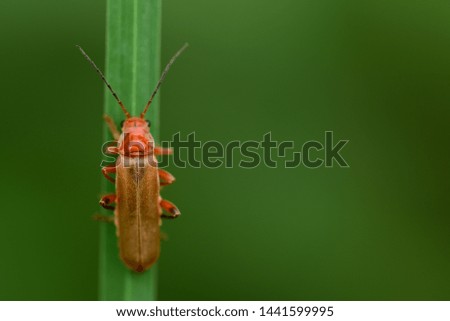 Small brown beetle climbs up a grass blade against a green background