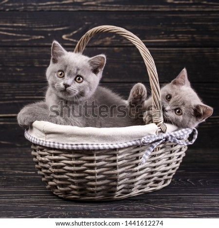 Scottish straight kittens. Two pedigree kittens in the basket. Cats with decorations. Miles are fluffy kittens. On a black background