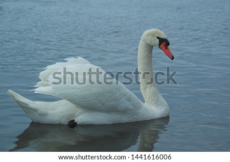 beautiful white dignified swans resting on the blue calm water of the Baltic sea