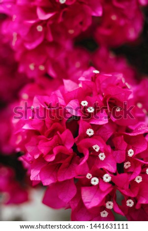 pink flower azalea rhododendron group bright cerise flowers background crops