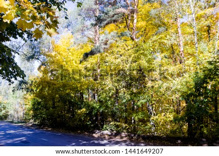pictured in the photo Autumn forest nature.