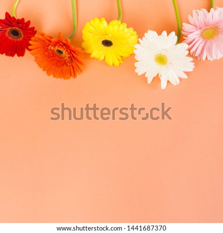 Flowers at a studio on flat color background